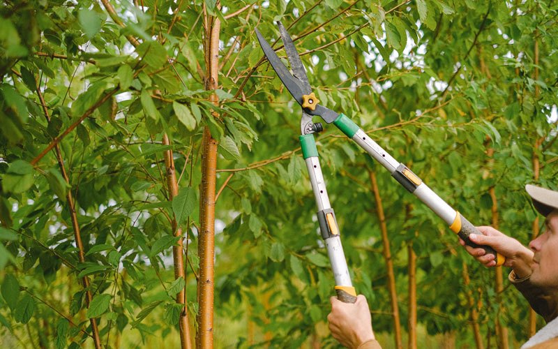 Tree trimming in Napoleon, IN